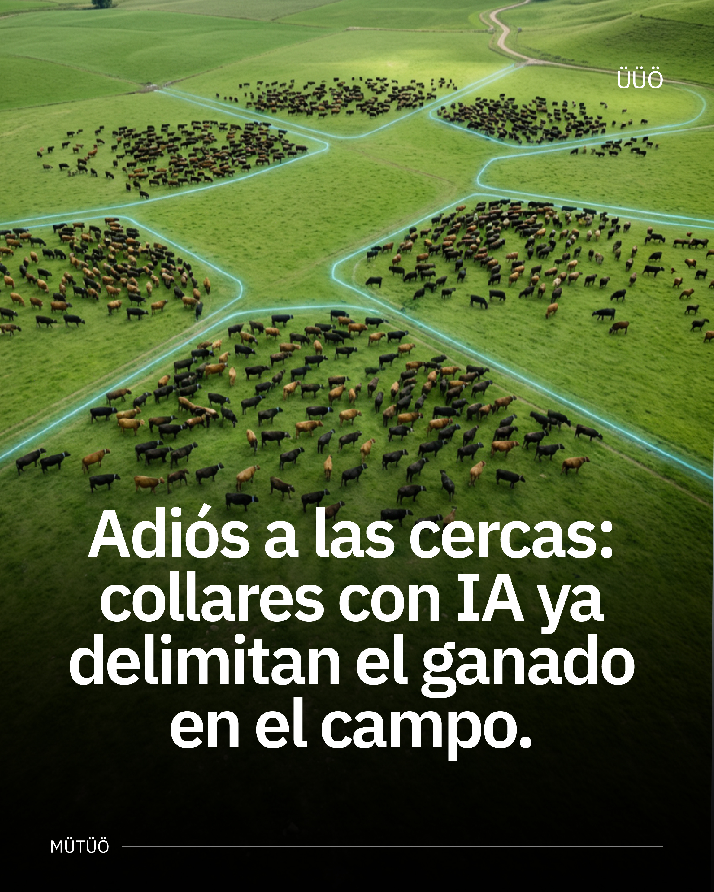 Adiós a las cercas: collares con IA ya delimitan el ganado en el campo